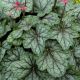 Żurawka 'Peppermint Spice' - Heuchera Peppermint Spice